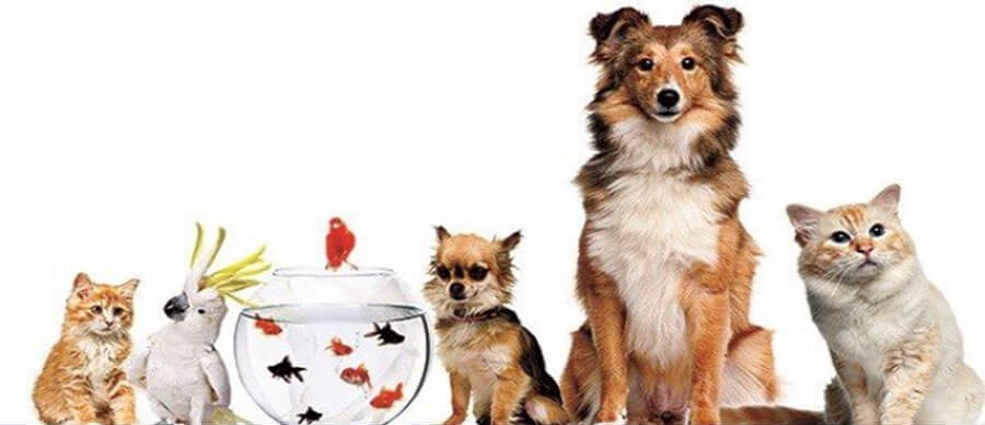 EVCİL HAYVAN TRANSFER HİZMETİ